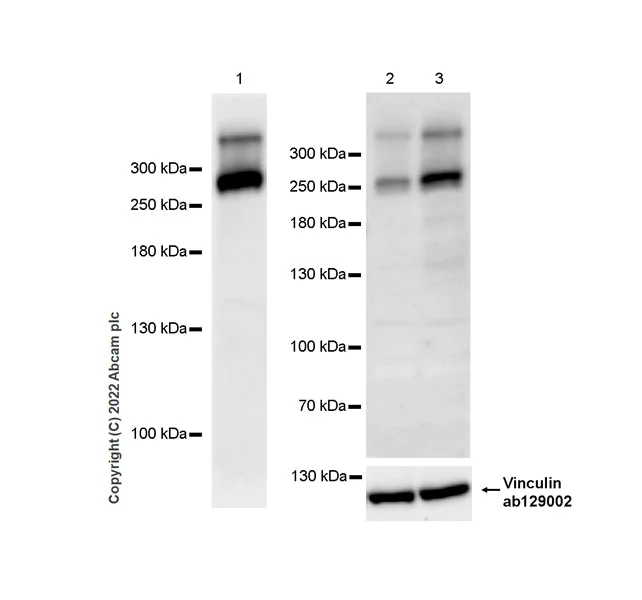 Western blot - Anti-ABCA1 antibody [EPR27494-57] - BSA and Azide free (AB307537)