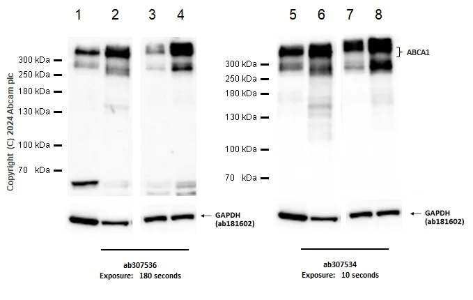 Western blot - Anti-ABCA1 antibody [EPR27494-57] - BSA and Azide free (AB307537)