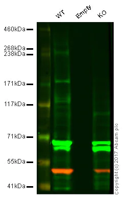 Western blot - Anti-ABCA1 antibody [HJ1] (AB66217)