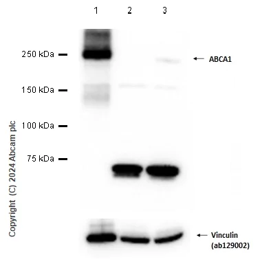 Western blot - Anti-ABCA1 antibody [HJ1] (AB66217)