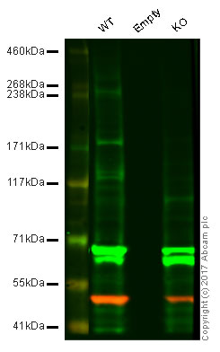 Western blot - Anti-ABCA1 antibody [HJ1] - BSA and Azide free (AB264550), expandable thumbnail