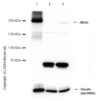 Western blot - Anti-ABCA1 antibody [HJ1] - BSA and Azide free (AB264550), expandable thumbnail