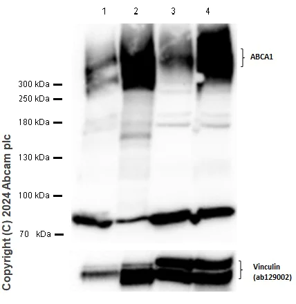 Western blot - Anti-ABCA1 antibody [HJ1] - BSA and Azide free (AB264550)