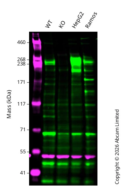 Western blot - Anti-ABCA1 antibody [HJ1] - BSA and Azide free (AB264550)