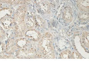 Immunohistochemistry (Formalin/PFA-fixed paraffin-embedded sections) - Anti-ABCA5 antibody (AB99953)