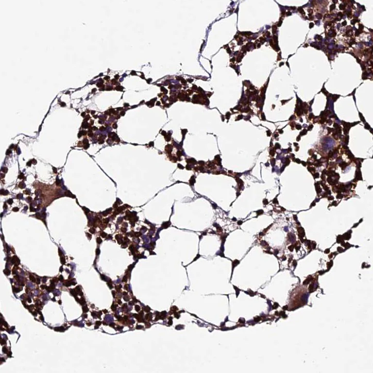 Immunohistochemistry (Formalin/PFA-fixed paraffin-embedded sections) - Anti-ABCA7 antibody (AB247027)