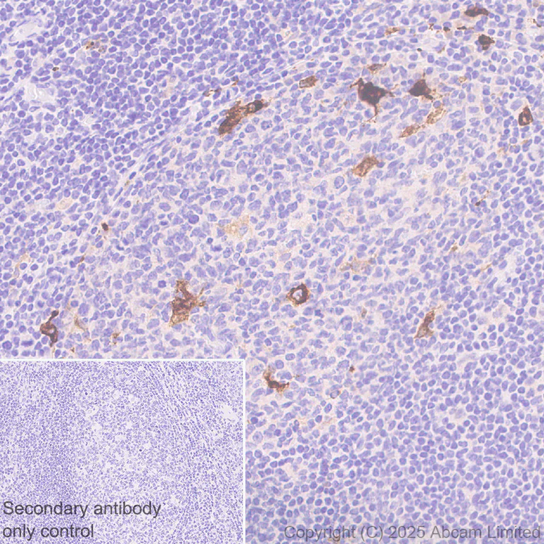 Immunohistochemistry (Formalin/PFA-fixed paraffin-embedded sections) - Anti-ABCA7 antibody [EPR28772-170] (AB323799)