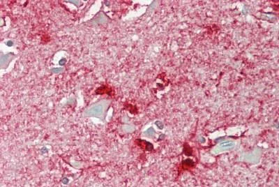 Immunohistochemistry (Formalin/PFA-fixed paraffin-embedded sections) - Anti-ABCA8 antibody (AB230896)