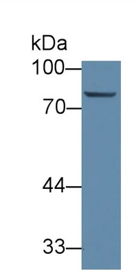 Western blot - Anti-ABCB10 antibody (AB231535)