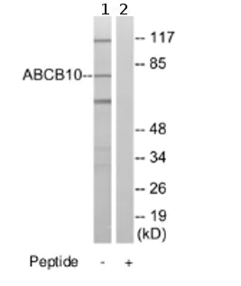Western blot - Anti-ABCB10 antibody (AB74815)