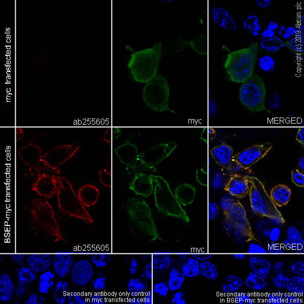 Immunocytochemistry/ Immunofluorescence - Anti-ABCB11/BSEP antibody [EPR22670-64] (AB255605), expandable thumbnail