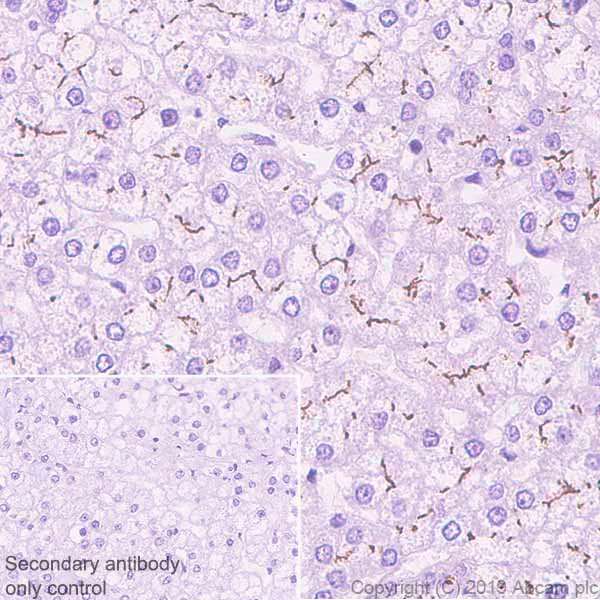 Immunohistochemistry (Formalin/PFA-fixed paraffin-embedded sections) - Anti-ABCB11/BSEP antibody [EPR22670-64] - BSA and Azide free (AB256536)
