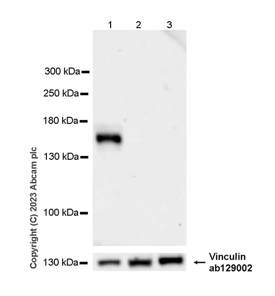 Western blot - Anti-ABCB11/BSEP antibody [EPR28773-83] - BSA and Azide free (AB315475)