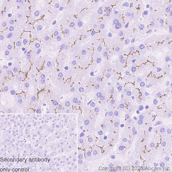 Immunohistochemistry (Formalin/PFA-fixed paraffin-embedded sections) - Anti-ABCB4 antibody [EPR23697-35] - BSA and Azide free (AB272459)