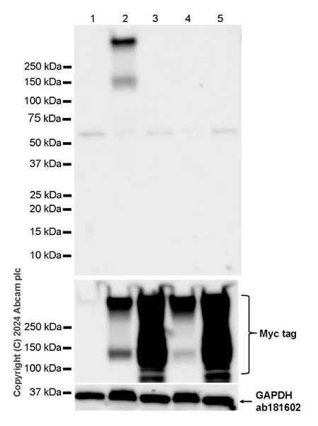 Western blot - Anti-ABCB4 antibody [EPR28774-92] (AB317573)