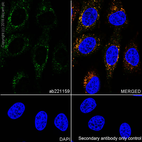 Immunocytochemistry/ Immunofluorescence - Anti-ABCB6/PRP antibody [EPR21891] - BSA and Azide free (AB236457), expandable thumbnail