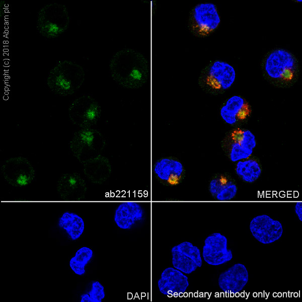 Immunocytochemistry/ Immunofluorescence - Anti-ABCB6/PRP antibody [EPR21891] - BSA and Azide free (AB236457), expandable thumbnail