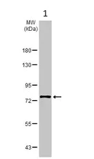 Western blot - Anti-ABCB7 antibody (AB151992)
