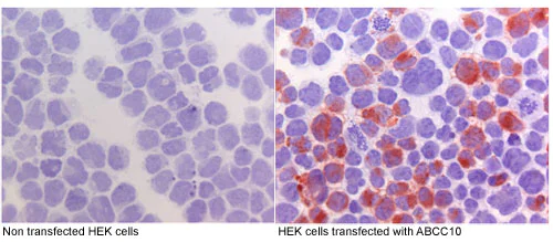 Immunocytochemistry - Anti-ABCC10 antibody [M7I-3] (AB91451)