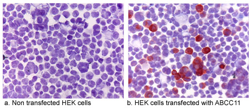 Immunocytochemistry - Anti-ABCC11 antibody [M8I-74] (AB91452), expandable thumbnail
