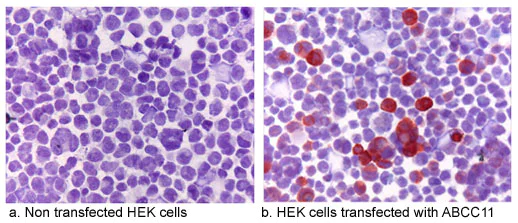 Immunocytochemistry - Anti-ABCC11 antibody [M8I-74] (AB91452)