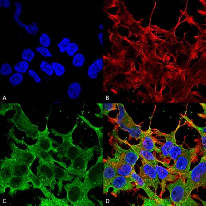 Immunohistochemistry (Formalin/PFA-fixed paraffin-embedded sections) - Anti-ABCC9 antibody [N319A/14] - C-terminal (AB174629)