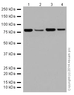 Western blot - Anti-ABCD1/ALD antibody [EPR15929] (AB197013)