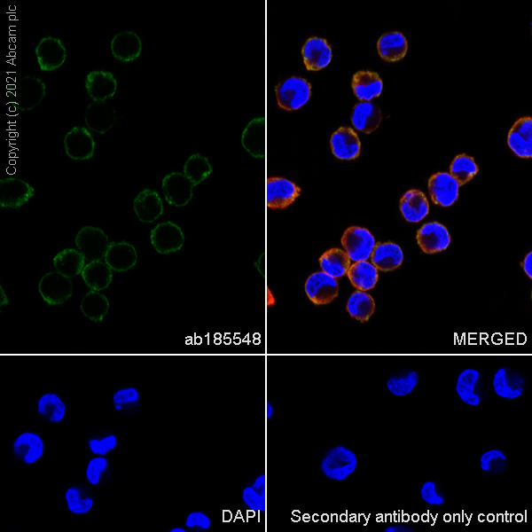 Immunocytochemistry/ Immunofluorescence - Anti-ABCE1 antibody [EPR15373(B)] - BSA and Azide free (AB250835), expandable thumbnail