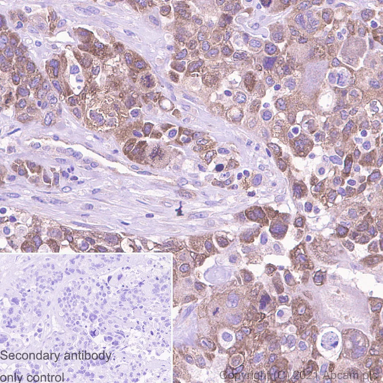 Immunohistochemistry (Formalin/PFA-fixed paraffin-embedded sections) - Anti-ABCE1 antibody [EPR15373(B)] - BSA and Azide free (AB250835)