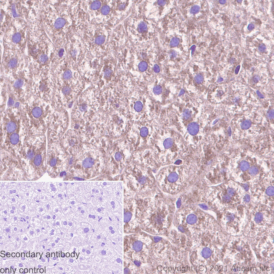Immunohistochemistry (Formalin/PFA-fixed paraffin-embedded sections) - Anti-ABCE1 antibody [EPR15373(B)] - BSA and Azide free (ab250835), expandable thumbnail