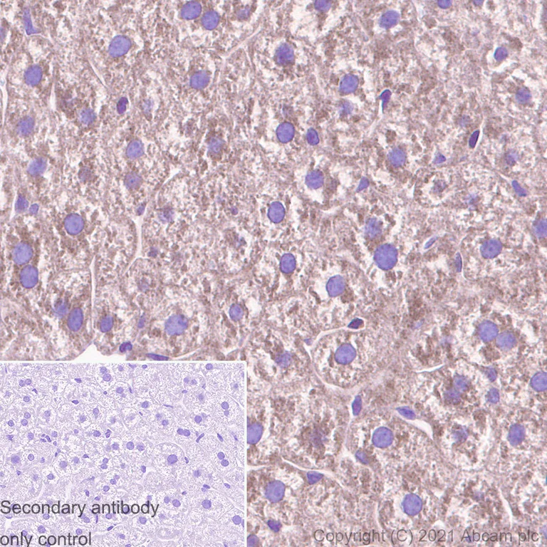 Immunohistochemistry (Formalin/PFA-fixed paraffin-embedded sections) - Anti-ABCE1 antibody [EPR15373(B)] - BSA and Azide free (AB250835)