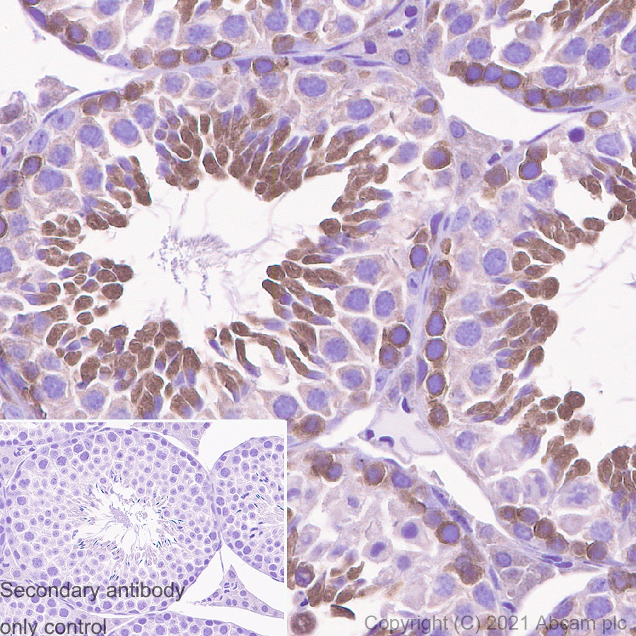 Immunohistochemistry (Formalin/PFA-fixed paraffin-embedded sections) - Anti-ABCE1 antibody [EPR15373(B)] - BSA and Azide free (AB250835), expandable thumbnail