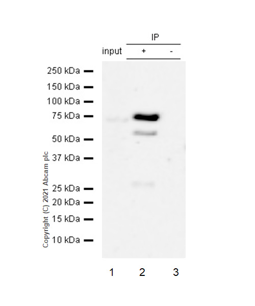 Immunoprecipitation - Anti-ABCE1 antibody [EPR15373(B)] - BSA and Azide free (AB250835), expandable thumbnail