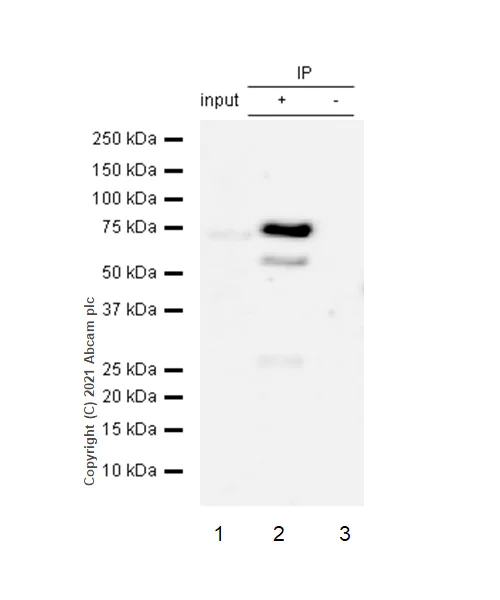 Immunoprecipitation - Anti-ABCE1 antibody [EPR15373(B)] - BSA and Azide free (AB250835)