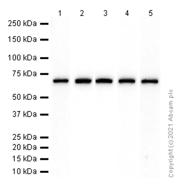 Western blot - Anti-ABCE1 antibody [EPR15373(B)] - C-terminal (AB185548)