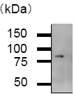 Western blot - Anti-ABCF1 antibody [ABC5H06] (AB50976)