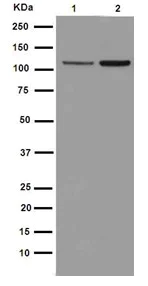 Western blot - Anti-ABCF1 antibody [EPR16068] - BSA and Azide free (AB251040)