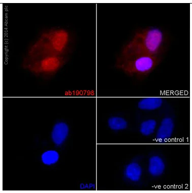Immunocytochemistry/ Immunofluorescence - Anti-ABCF1 antibody [EPR16068] - C-terminal (AB190798)