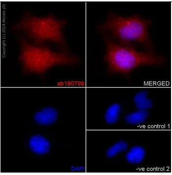 Immunocytochemistry/ Immunofluorescence - Anti-ABCF1 antibody [EPR16068] - C-terminal (AB190798)