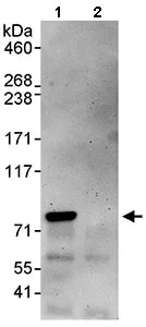 Immunoprecipitation - Anti-ABCF3 antibody (AB113953)