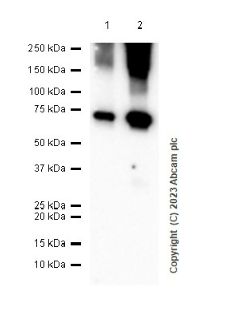 Western blot - Anti-ABCG1 antibody [EP1366Y] (AB52617)