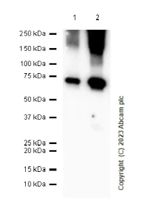 Western blot - Anti-ABCG1 antibody [EP1366Y] - BSA and Azide free (AB218528)