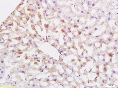 Immunohistochemistry (Formalin/PFA-fixed paraffin-embedded sections) - Anti-ABCG5 antibody (AB214288)