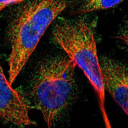 Immunocytochemistry/ Immunofluorescence - Anti-ABCG8 antibody (AB126493)
