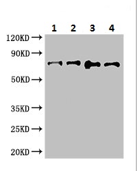 Western blot - Anti-ABCG8 antibody (AB223056)