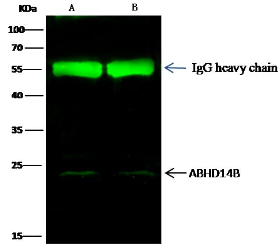 Immunoprecipitation - Anti-ABHD14B antibody [011] - BSA and Azide free (AB276068), expandable thumbnail