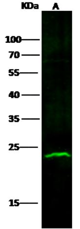 Western blot - Anti-ABHD14B antibody [011] - BSA and Azide free (AB276068), expandable thumbnail