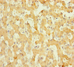 Immunohistochemistry (Formalin/PFA-fixed paraffin-embedded sections) - Anti-ABHD14B antibody (AB235436), expandable thumbnail
