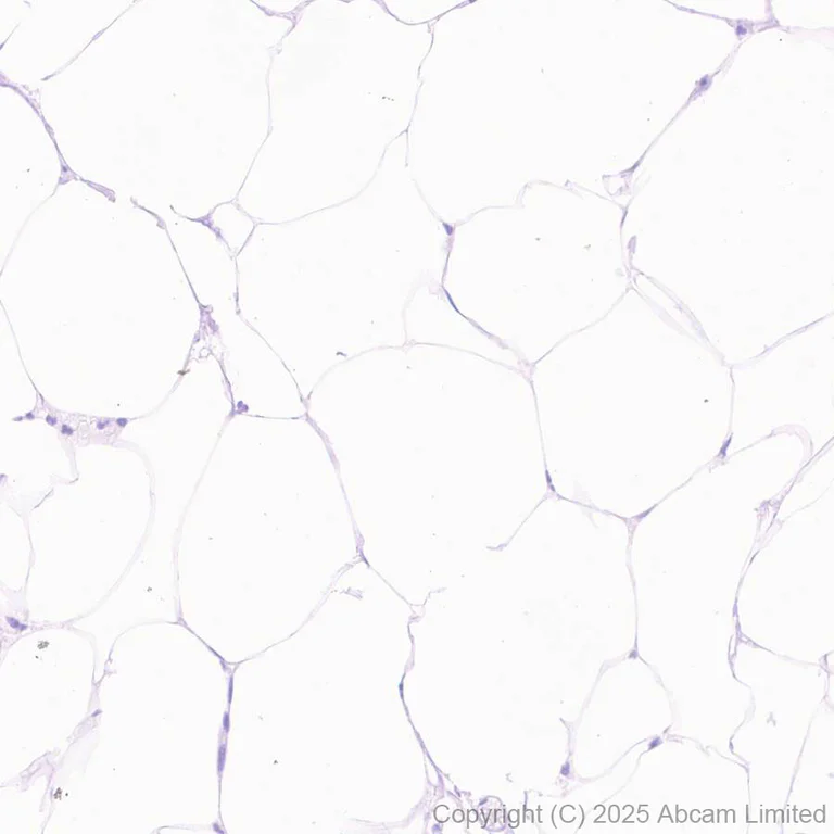 Immunohistochemistry (Formalin/PFA-fixed paraffin-embedded sections) - Anti-ABHD2 antibody [EPR29769-672] (AB324946)