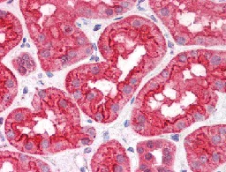 Immunohistochemistry (Formalin/PFA-fixed paraffin-embedded sections) - Anti-Abhd5/CGI-58 antibody (AB111984)